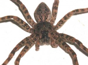 10 Wolf spiders are opportunistic hunters