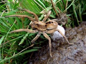 6 Wolf spiders react to wings beating