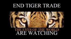 1 Tigers are worth saving.