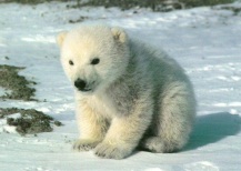 10 Polar Bear