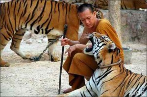 10 Tigers and certain Buddhists get along rather well.