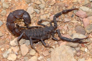 3  Androctonus Scorpion