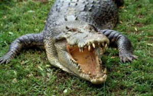 5.  Saltwater Crocodile