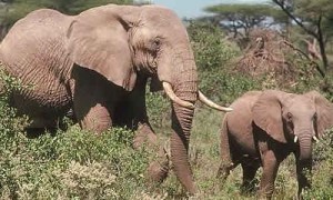 6    African Bush Elephant