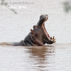 7. Hippopotamus
