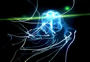 8. Box Jellyfish