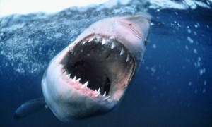 9 Great White Shark
