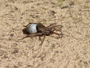 1 Wolf spiders can thrive anywhere depending on weather conditions