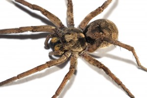 3 Wolf spiders are not dangerous to humans