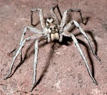 4 Some wolf spiders are able to walk on water