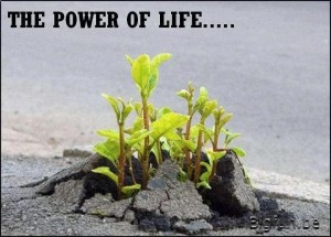 5 The power of life