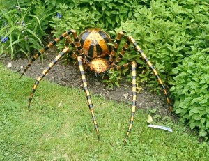 5 Wolf spiders live for many years