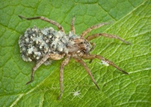 7 Wolf spiders bite when provoked