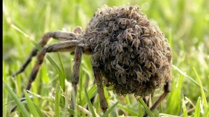 8 Wolf spiders are agile and fast moving