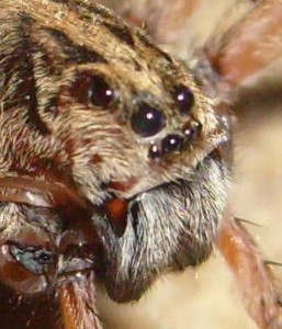 9 Wolf spiders have a total of eight eyes
