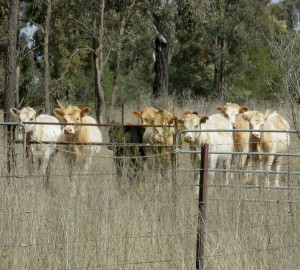 5 Blondie goes to the country